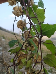 Maurandya scandens