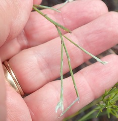 Amphithalea biovulata