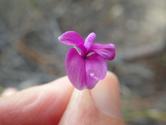 Amphithalea biovulata