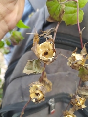 Maurandya scandens
