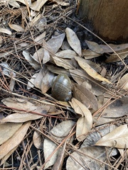 Pomacea paludosa image