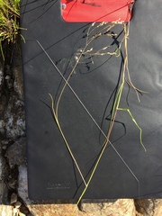 Adenochloa ecklonii