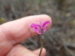 Amphithalea biovulata