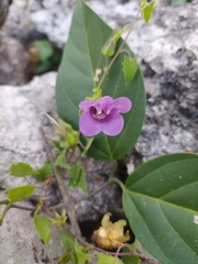 Maurandya scandens