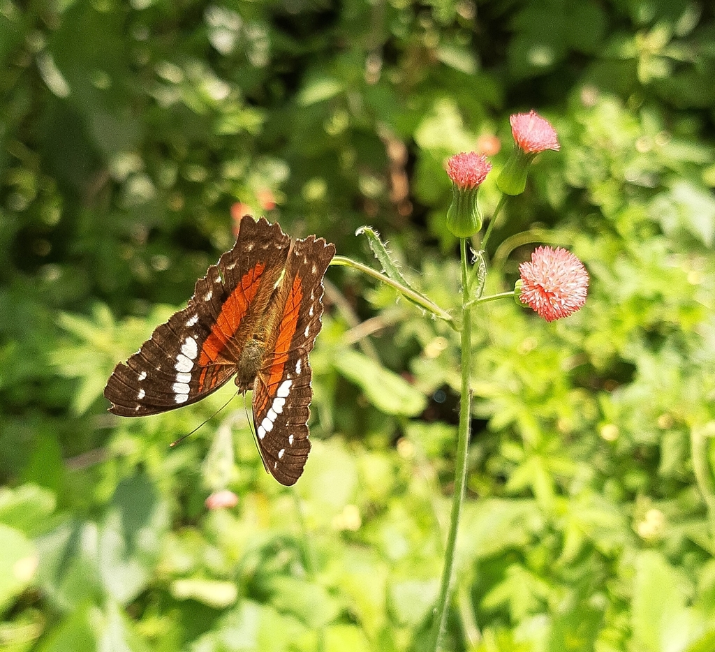 Red Peacock
