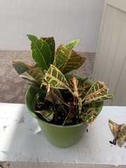 Codiaeum variegatum