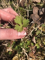 Ranunculus