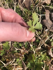 Ranunculus