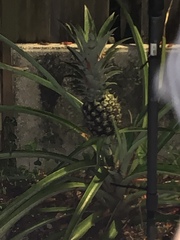 Codiaeum variegatum