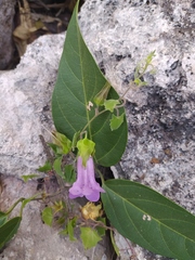 Maurandya scandens