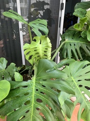 Codiaeum variegatum