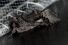 Behrensia conchiformis