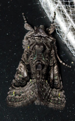 Behrensia conchiformis