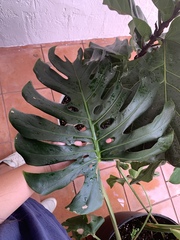 Codiaeum variegatum