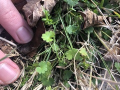 Geranium