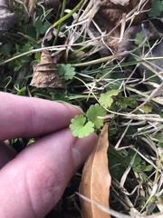 Geranium