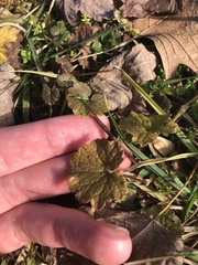 Glechoma hederacea