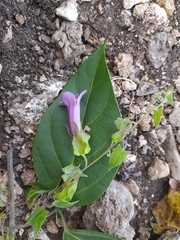Maurandya scandens