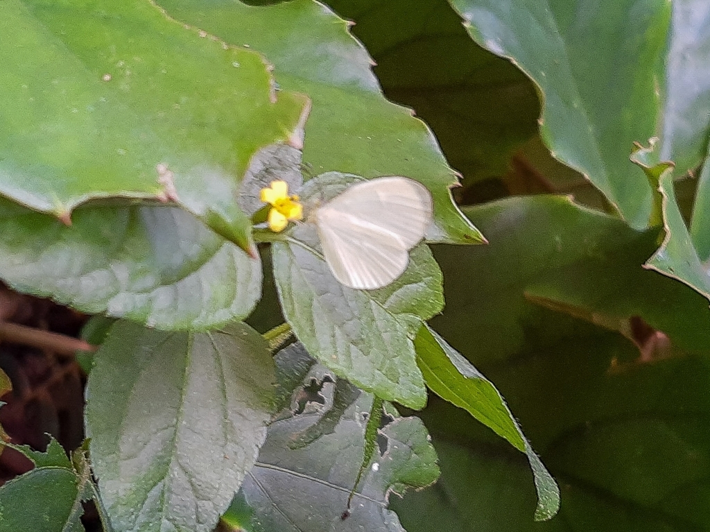 Leucidia elvina