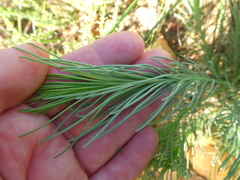 Lebeckia sepiaria