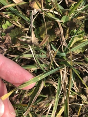 Poaceae