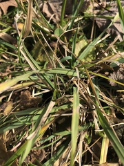 Poaceae
