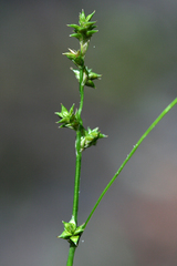 Carex seorsa
