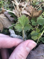 Ranunculus