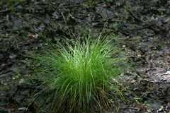 Carex seorsa