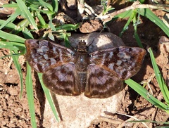 Ebrietas anacreon anacreon