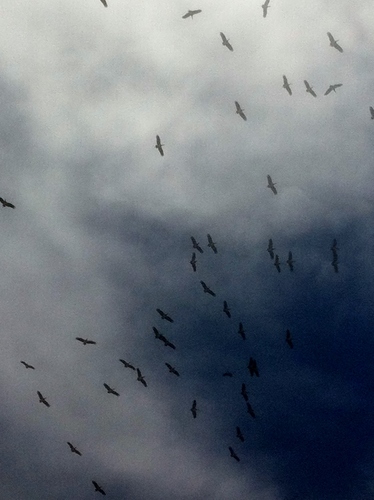 Abdim's Stork
