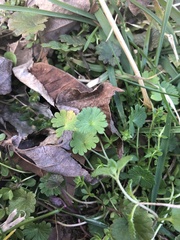 Geranium