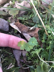 Geranium