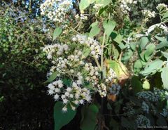 Ageratina petiolaris