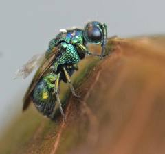 Pseudomalus violaceus