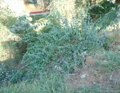 Philadelphus mexicanus