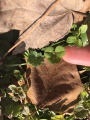 Trifolium