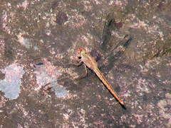 Crocothemis divisa