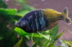 Melanotaeniidae