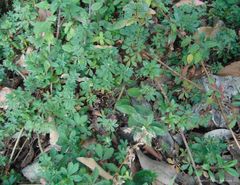 Alchemilla procumbens