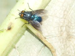 Sarconesiopsis magellanica