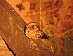 Caprimulgus poliocephalus