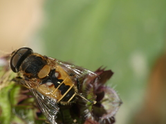 Palpada elegans