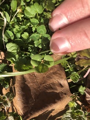 Trifolium