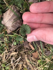 Glechoma hederacea