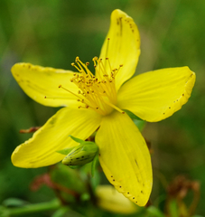 Hypericum × desetangsii