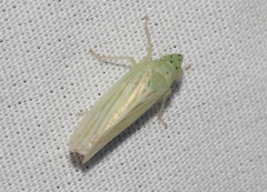 Pagaronia tredecimpunctata