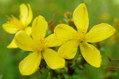 Hypericum × desetangsii