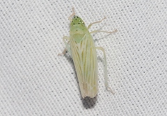 Pagaronia tredecimpunctata