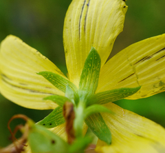 Hypericum × desetangsii